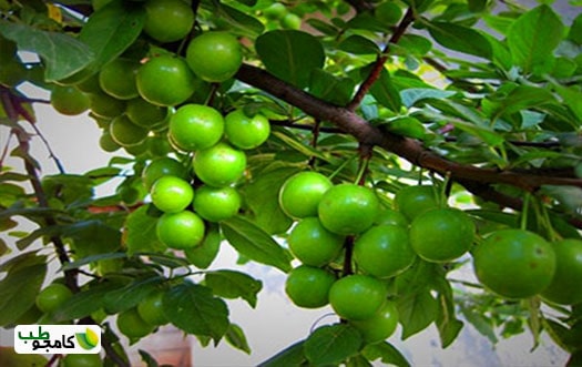 گوجه سبز