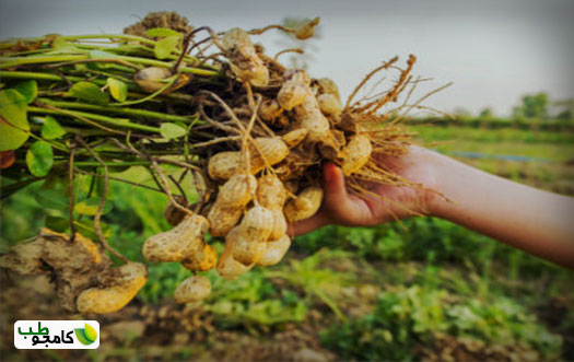 بادام زمینی5