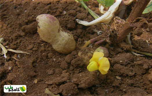 بادام زمینی2