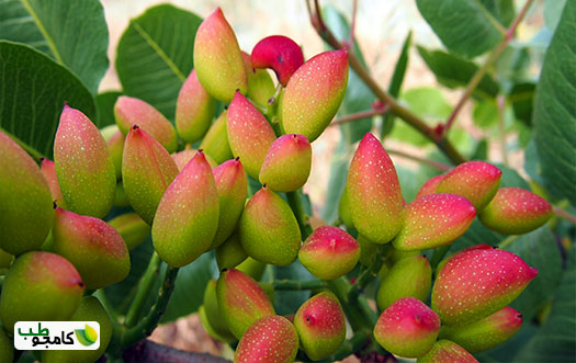 پسته5
