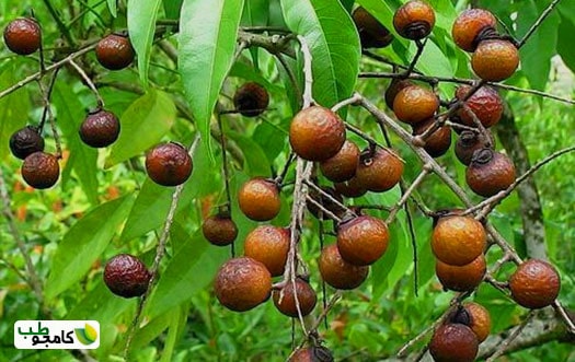 درخت فندق