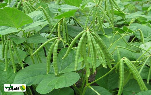 گیاه ماش