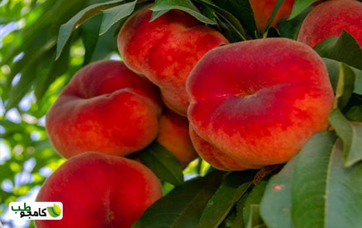 هلو انجیری